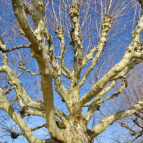 Bastard-Platane / Platanus x hispanica